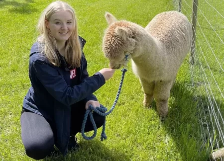 Alpaca_walk2